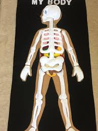 Close up of the rib cage of a female human skeleton. My Body Felt Mat This Mat Measures 50 Height 25 Width Includes Human Organs Brain Heart Lungs Stomach Sma Human Body Activities Human Body Felt Stories