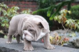 Our goal here at the deluxe bulldogs is to find the perfect home for each of our beautiful english bulldog babies combined with confident, intelligent, outgoing personalities as a result of. Lilac English Bulldog Puppies Kc Reg Sheffield South Yorkshire Pets4homes