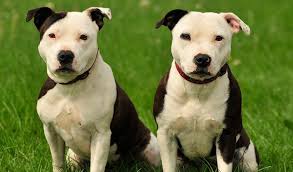 He loves daily exercise and does best if given sturdy chew toys. Staffordshire Bull Terrier Dog Breed Information