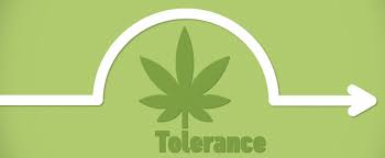 Marijuana Tolerance When Is The Time To Take A Tolerance Break