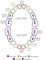 Teething Chart From Orajel Baby Teething Schedule