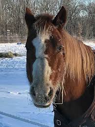 Caring For Your Horse When It S Cold