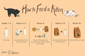 As for feeding times and amounts, here are a few things to keep in mind. Kitten Feeding Schedule How Much To Feed Your Growing Kitten