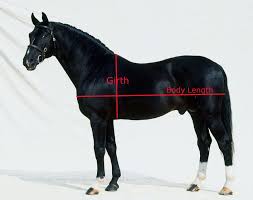 How To Measure Your Horses Weight