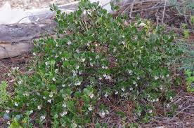 manzanita species of central california