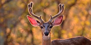 Mule Deer National Wildlife Federation