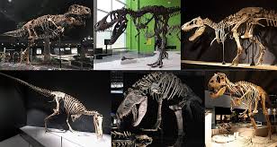 Dinosaur bones are the remains of dinosaurs and can be used to train the prayer skill. Tyrannosauridae Wikipedia
