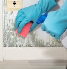 mold reation destin fl florida