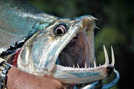 fish with big teeth the fishing