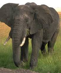 african elephant largest land