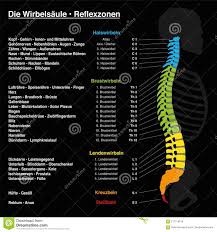 Spine Reflexology Chart German Text Stock Vector