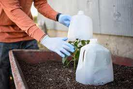 how to protect plants from frost so