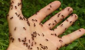 causes of seeing ants in the dream