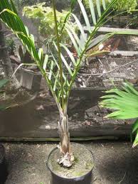 Spindle Palm Houseplant Learn About