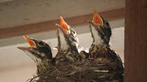 Image result for mother robin feeding babies