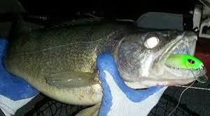 Fishing Headquarters Com Erie Walleye Anglers Take Notice