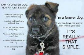 Although the love of a pet is priceless, all of the following are still included when you adopt! Animal Shelter Animal Control