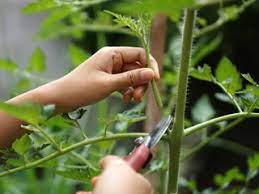 pruning tomato plants a how to guide