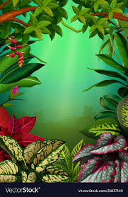 aglomena leaves vector image