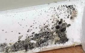 Does Lysol Kill Mold Mold Removal