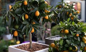 How To Grow Fruit The Home Depot
