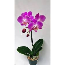 4 In Phalaenopsis Orchid In Grower Pot