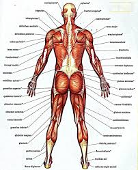 Facebook twitter google+ linkedin stumbleupon tumblr pinterest reddit vkontakte share via email print. Muscle Chart Of The Human Body Human Anatomy Chart Human Body Anatomy Muscle Anatomy