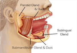 submandibular glands ducts