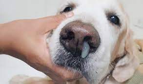 how to treat a runny nose in dogs top