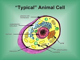 Explains key plant and animal cell organelles, with analysis conclusion questions. Biology Cell Structure Function