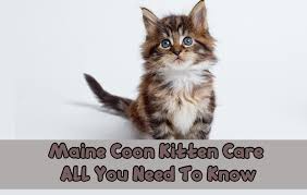 maine kitten care all you need to