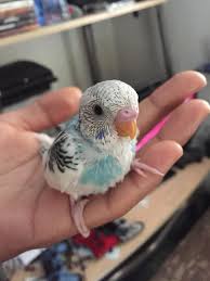 Image result for baby parakeets