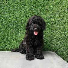 miniature poodle dogs s in