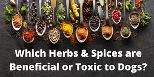 Herbs Spices For Dogs Preventive Vet