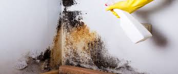 Black Mould Removal Treatment