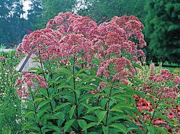 Garden With These Towering Perennials