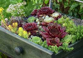The Best Patio Container Gardens Ideas
