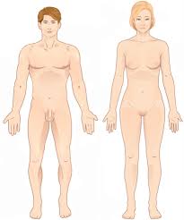Beranda blank anatomical position diagram : Anatomical Terms