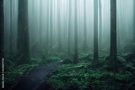 gloomy y foggy dark forest