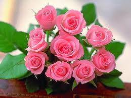 beautiful pink roses group hd