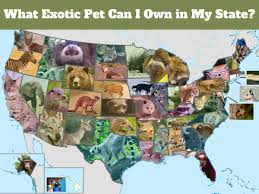 this exotic pet is legal in your state