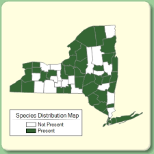 Gnaphalium uliginosum - Species Page - NYFA: New York Flora Atlas