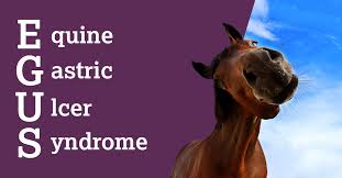 egus equine gastric ulcer syndrome