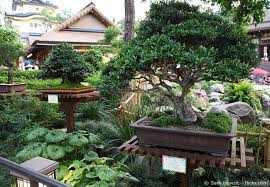 Ein baum für den garten: Garten Bonsai Baum Pflanzen Pflegen Garten Hausxxl Garten Hausxxl