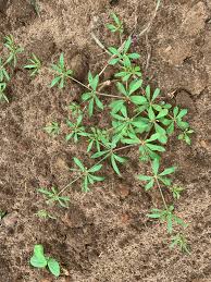 carpetweed uf ifas wfrec weed science