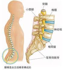 脊椎滑脫是什麼？詳解椎弓斷裂、腰椎椎間盤滑脫症狀和手術治療方式