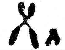 Image result for 23rd chromosome