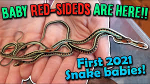 our red sided garter snake gave birth