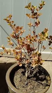 Can you fill out some more of these questions so we can get more information about your grow? Trees And Shrubs Forum Dwarf Korean Lilac Leaves Turning Brown Garden Org