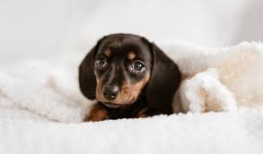 Bathing or dry shampooing should be done when necessary. Austrian Black Tan Hound Dog Breed Info Pictures Traits Facts Doggie Designer